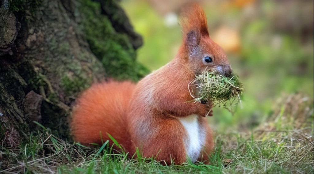 Afbeelding bij OPROEP: Respecteer de kraamkamer van moeder natuur