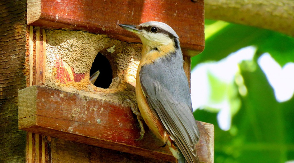 Afbeelding bij Wanneer hang je het beste een nestkastje op voor de vogels?