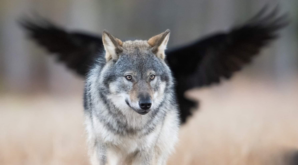 Afbeelding bij Wolf zorgt voor rijke biodiversiteit - de grote kringloop die in de natuur plaatsvindt