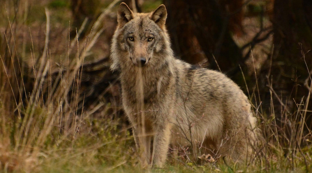 Afbeelding bij Wolf zorgt voor rijke biodiversiteit - de grote kringloop die in de natuur plaatsvindt