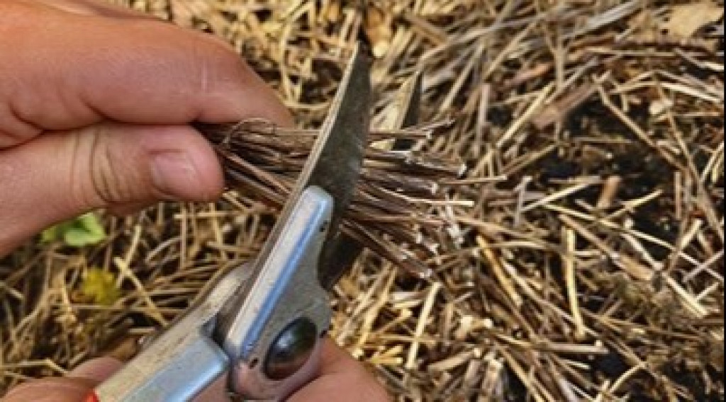 Afbeelding bij Siergrassen snoeisel mulchen