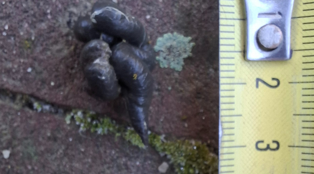 Afbeelding bij Uitwerpselen