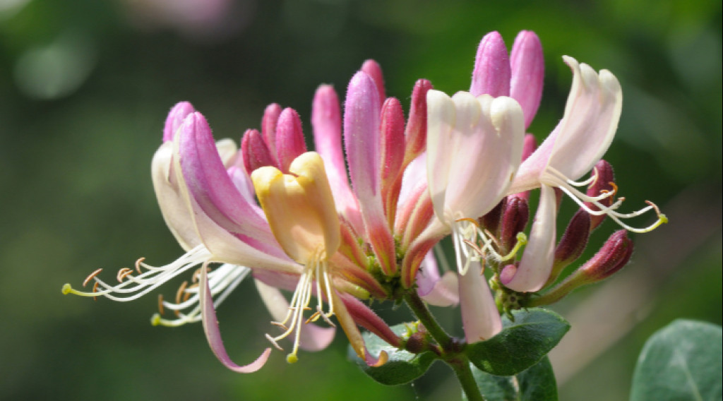 Afbeelding bij Klimplanten soorten: welke klimmer voor schutting of pergola?