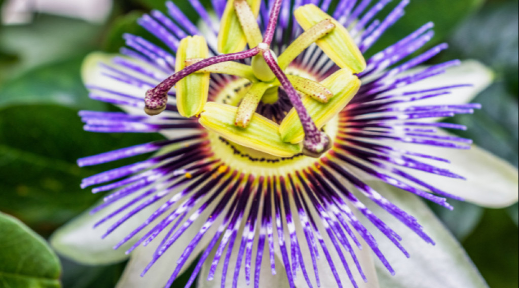 Afbeelding bij Klimplanten soorten: welke klimmer voor schutting of pergola?