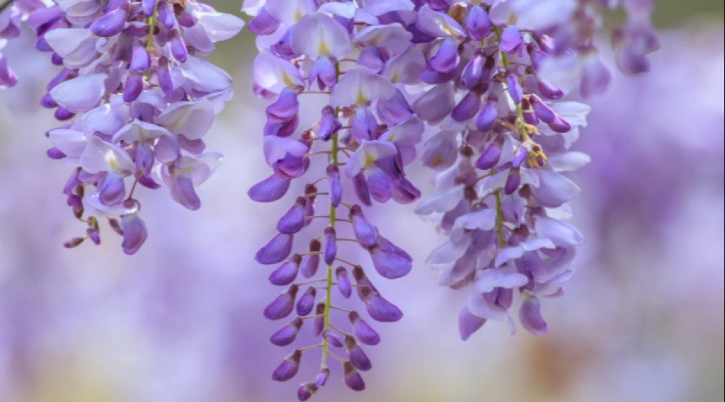 Afbeelding bij Klimplanten soorten: welke klimmer voor schutting of pergola?