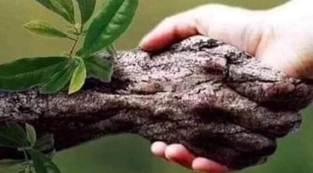 Afbeelding bij Gegroet, ik ben een boom