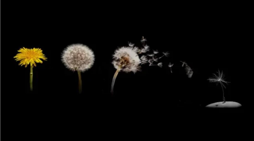 Afbeelding bij Hello, I'm a dandelion