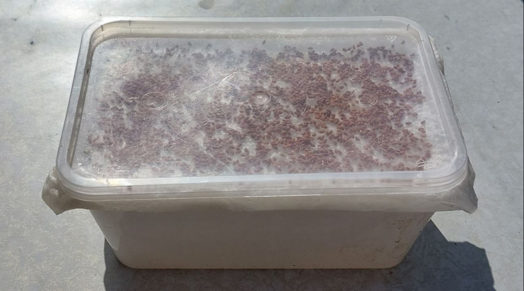 Afbeelding bij Tuinkers ⮜②⮞ Kweekbakje maken