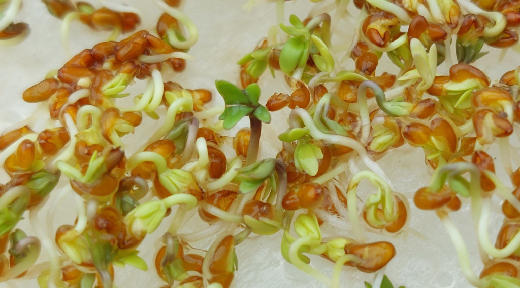 Afbeelding bij Tuinkers ⮜①⮞ In de winkel