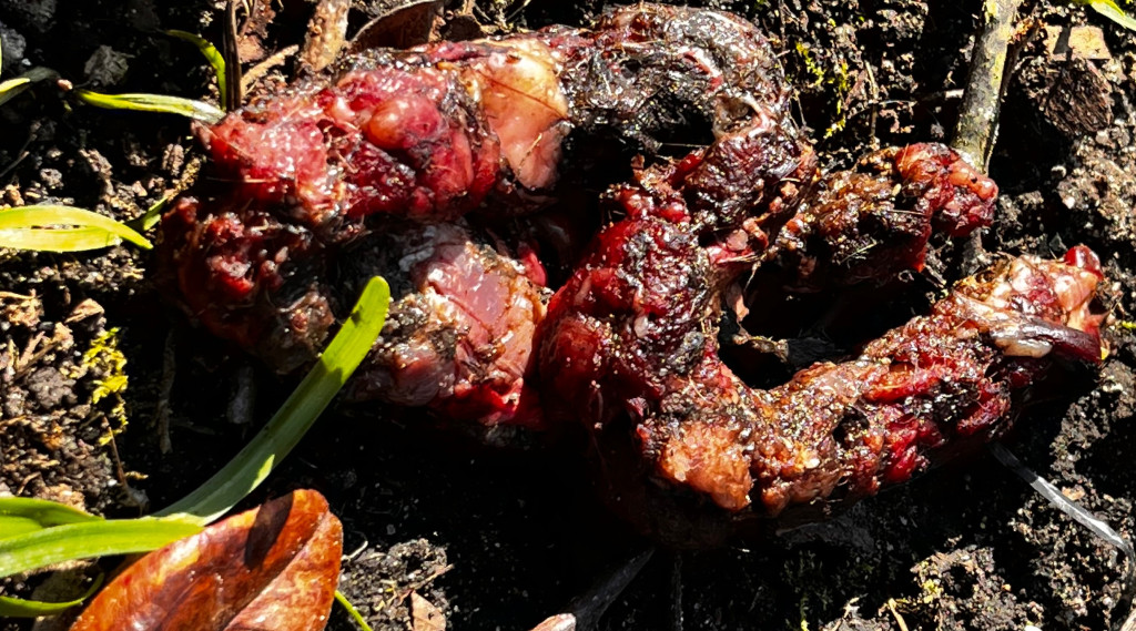 Afbeelding bij Van welk dier is deze poep?