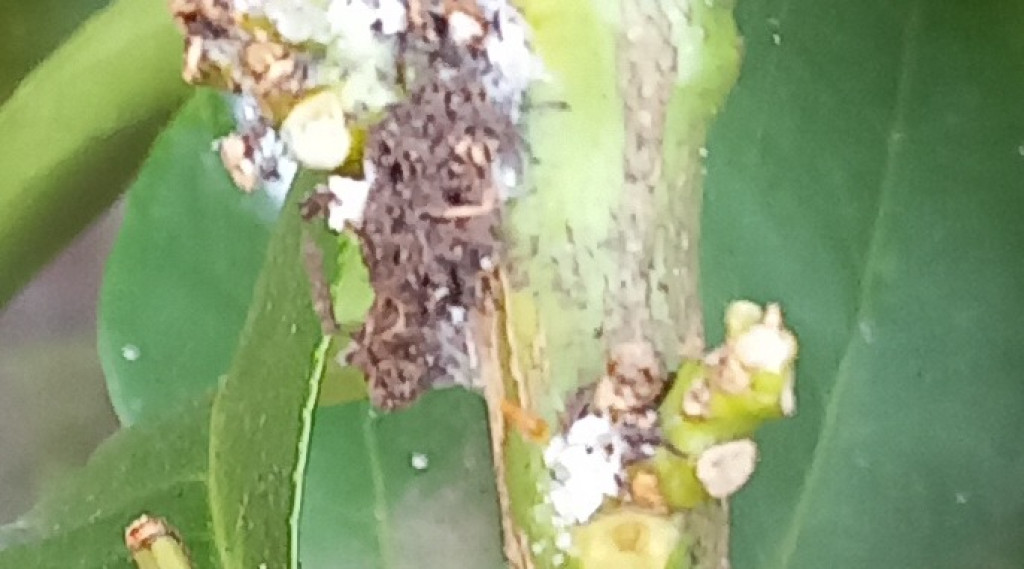 Afbeelding bij Citrusboom